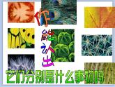 沪教版美术三下1.1迷人的细节 优秀课件PPT