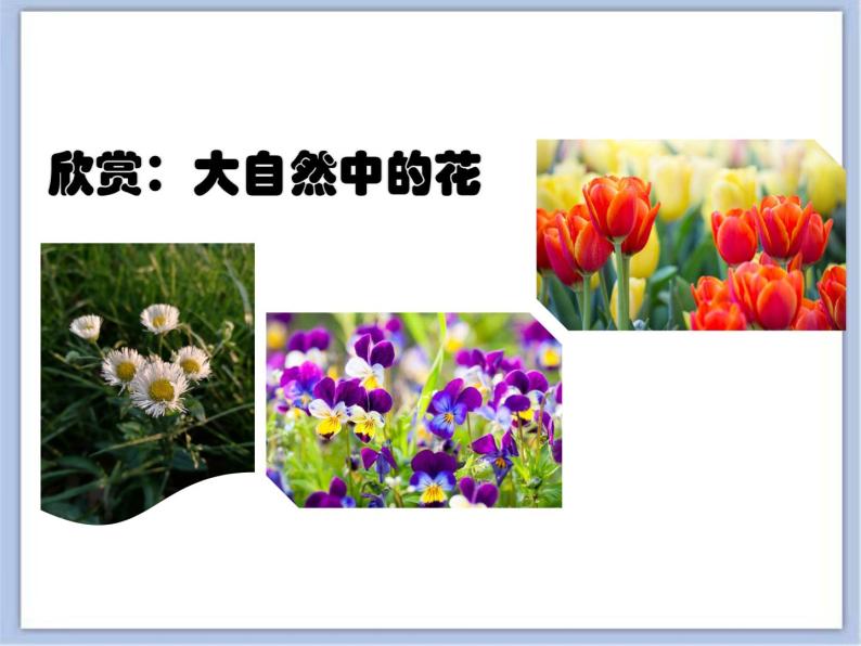 沪教版美术三下4.2花儿朵朵 优秀课件PPT01