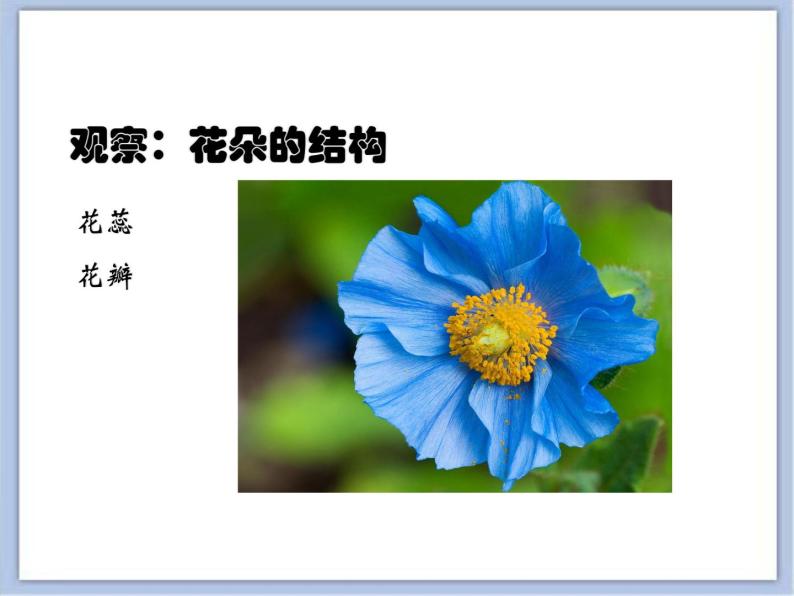 沪教版美术三下4.2花儿朵朵 优秀课件PPT06