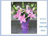 沪教版美术三下6.1彩墨瓶花 优秀课件PPT