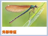 沪教版美术三下8.1蜻蜓飞舞 优秀课件PPT