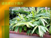 小學(xué)美術(shù)課件-5.14奇特的熱帶植物嶺南版(9張PPT)ppt課件