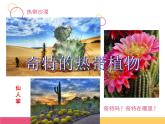 小學三年級上冊美術課件-5.14奇特的熱帶植物-嶺南版(11張)ppt課件
