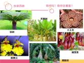小學三年級上冊美術課件-5.14奇特的熱帶植物-嶺南版(11張)ppt課件