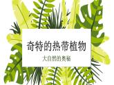 小學三年級上冊美術課件-5.14奇特的熱帶植物-嶺南版(17張)ppt課件