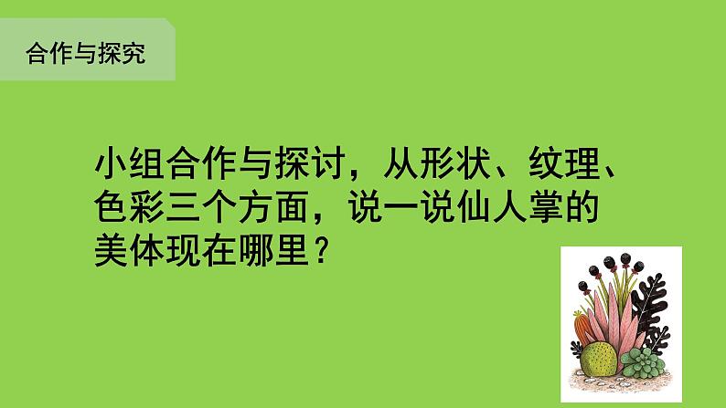 小学三年级上册美术课件-5.14奇特的热带植物-岭南版(17张)ppt课件第7页