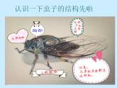 小学三年级上册美术课件-3.7可爱的水墨昆虫-岭南版(16张)ppt课件