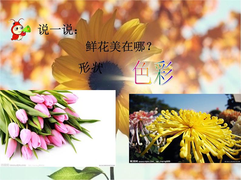 盛开的鲜花PPT课件免费下载06
