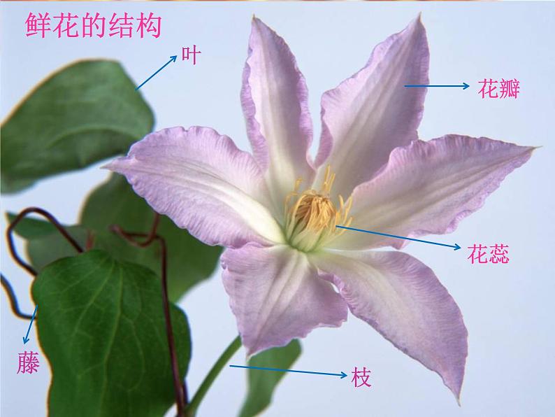 盛开的鲜花PPT课件免费下载07