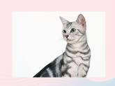 二年级美术下册第17课可爱的猫咪课件2浙美版