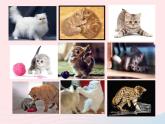 可爱的猫咪PPT课件免费下载