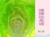 二年級美術(shù)下冊第7課切開的果實(shí)課件2嶺南版