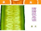 二年級美術(shù)下冊第7課切開的果實(shí)課件4嶺南
