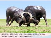 湘美版美术二年级下册：《动物聚会》课件