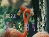 二年級美術(shù)下冊第19課我喜歡的鳥課件1新人教版