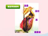 二年級美術(shù)下冊第2課吃蟲草課件4新人教版