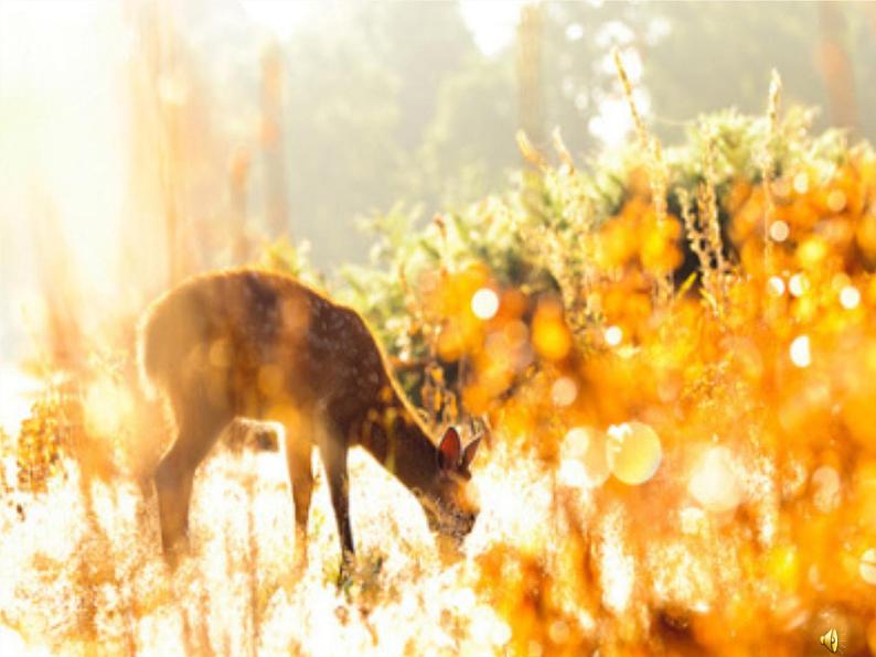 三年级美术下册第19课保护珍稀野生动物课件1人美版第1页