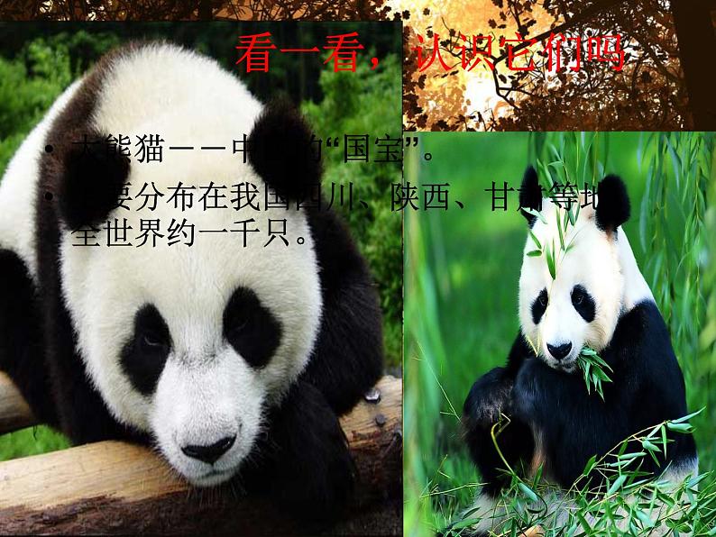 三年级美术下册第19课保护珍稀野生动物课件1人美版第2页