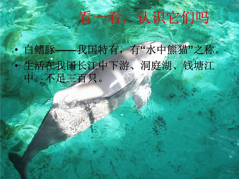 三年级美术下册第19课保护珍稀野生动物课件1人美版第3页