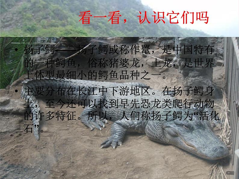 三年级美术下册第19课保护珍稀野生动物课件1人美版第4页