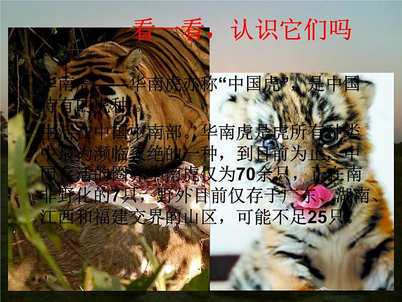 三年级美术下册第19课保护珍稀野生动物课件1人美版第5页