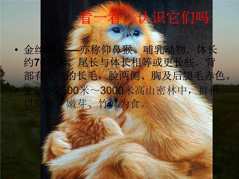 三年级美术下册第19课保护珍稀野生动物课件1人美版第6页