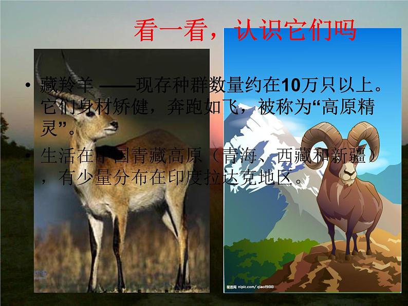 三年级美术下册第19课保护珍稀野生动物课件1人美版第7页