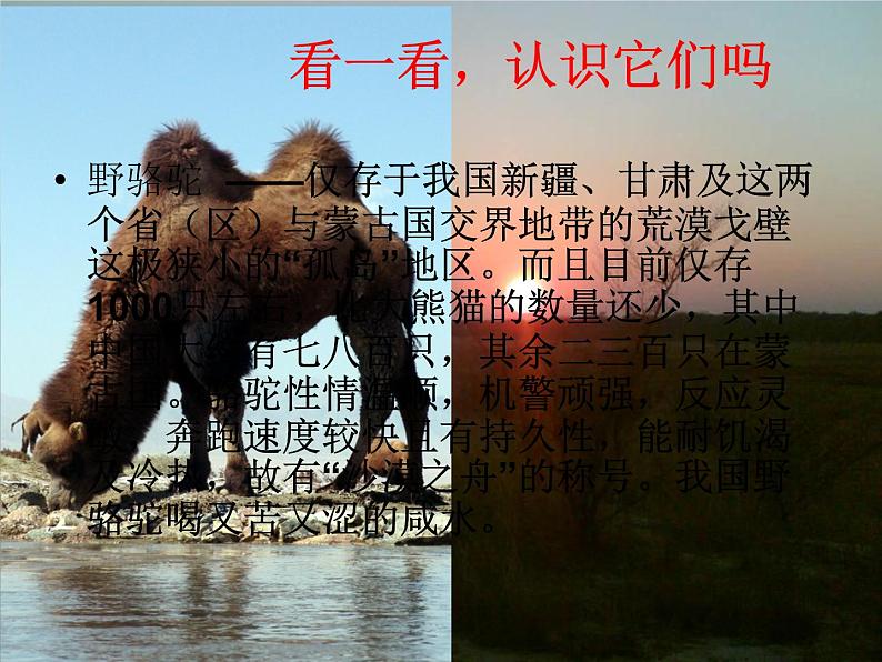 三年级美术下册第19课保护珍稀野生动物课件1人美版第8页