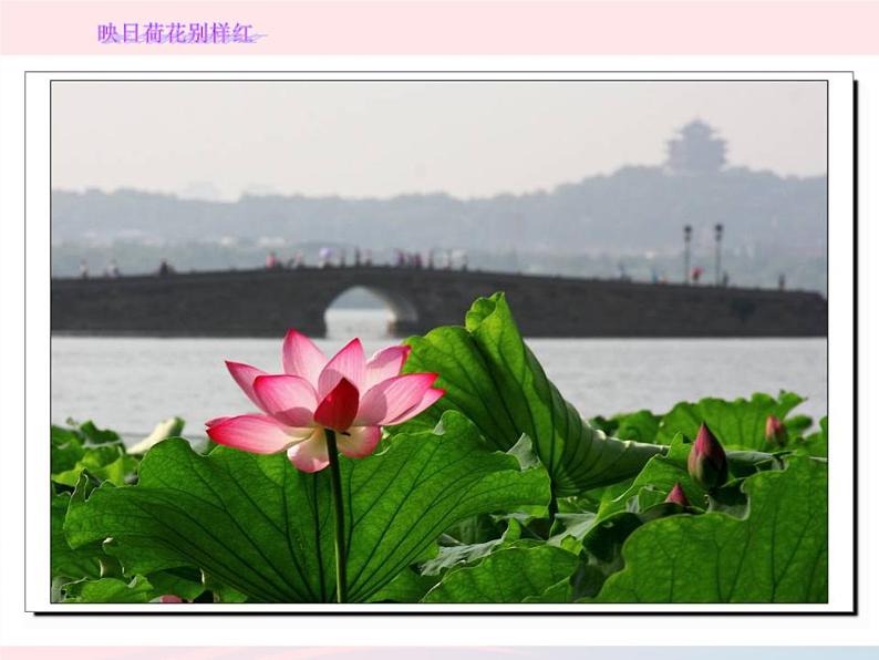 五年级美术下册第18课映日荷花别样红课件2浙美版03