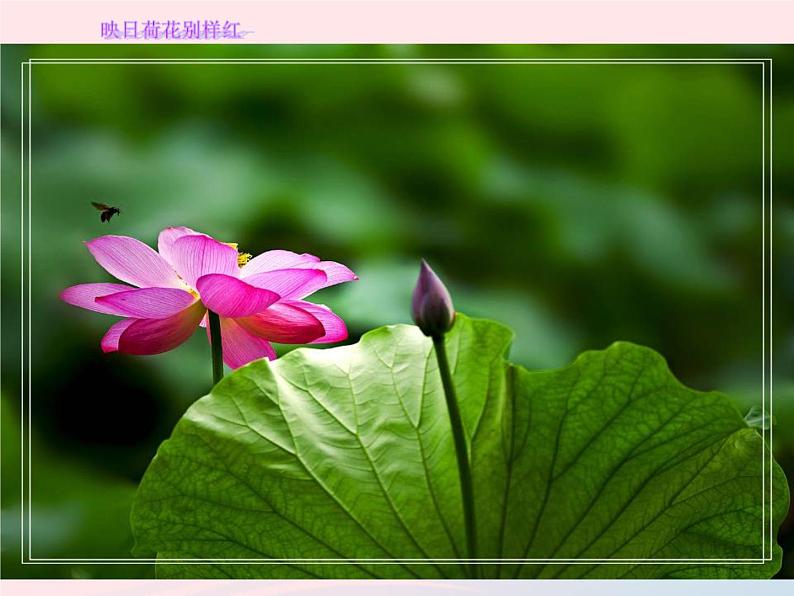 五年级美术下册第18课映日荷花别样红课件2浙美版04