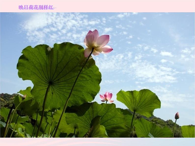 五年级美术下册第18课映日荷花别样红课件2浙美版05