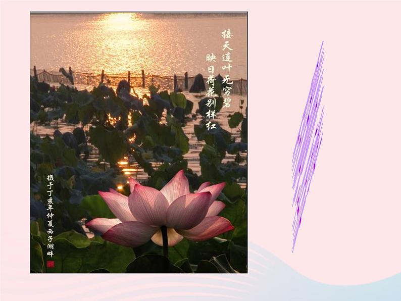 五年级美术下册第18课映日荷花别样红课件2浙美版06