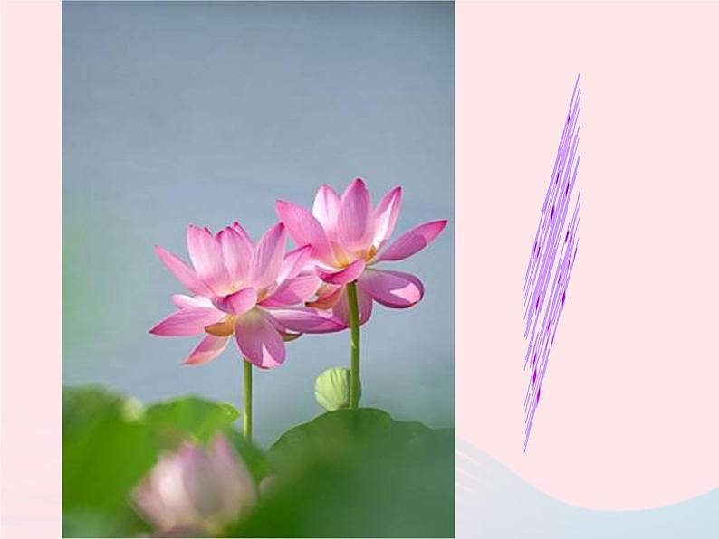 五年级美术下册第18课映日荷花别样红课件2浙美版07