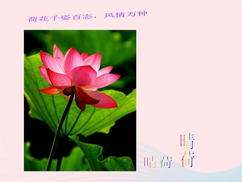 五年级美术下册第18课映日荷花别样红课件2浙美版08
