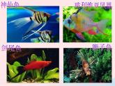 一年级美术下册第15课热带鱼乐园课件2浙美版