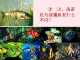 一年级美术下册第15课热带鱼乐园课件2浙美版