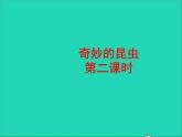 奇妙的昆虫PPT课件免费下载