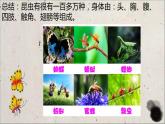 可爱的水墨昆虫PPT课件免费下载