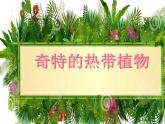 小學三年級上冊美術課件-5.14奇特的熱帶植物-嶺南版(35張)ppt課件