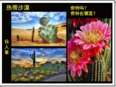 小學三年級上冊美術課件-5.14奇特的熱帶植物-嶺南版(35張)ppt課件