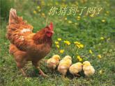 小學(xué)三年級上冊美術(shù)課件-4.10我的動物朋友-嶺南版(29張)ppt課件