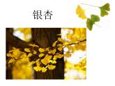 小學(xué)三年級下冊美術(shù)課件-5.15秋天的落葉-嶺南版(21張)ppt課件