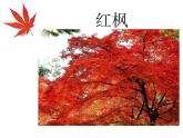 小學(xué)三年級下冊美術(shù)課件-5.15秋天的落葉-嶺南版(21張)ppt課件