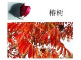 小學(xué)三年級下冊美術(shù)課件-5.15秋天的落葉-嶺南版(21張)ppt課件