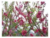 小學(xué)三年級(jí)下冊(cè)美術(shù)課件-5.13春天的消息-嶺南版(20張)ppt課件