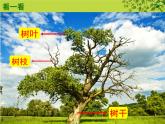人美版 美術(shù)二年級上冊 第15課 大樹的故事(5) 課件