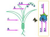 人美版 美術(shù)二年級上冊 第14課 茂密的花 課件