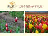 人美版 美術(shù)二年級上冊 第14課 茂密的花(1) 課件