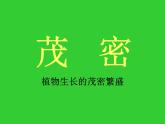 人美版 美術(shù)二年級上冊 第14課 茂密的花(1) 課件