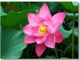 人美版 美術(shù)二年級上冊 第14課 茂密的花(6) 課件